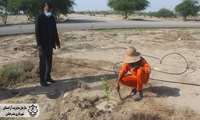 کاشت 2000 اصله درخت مثمر در آرامستان بندرعباس